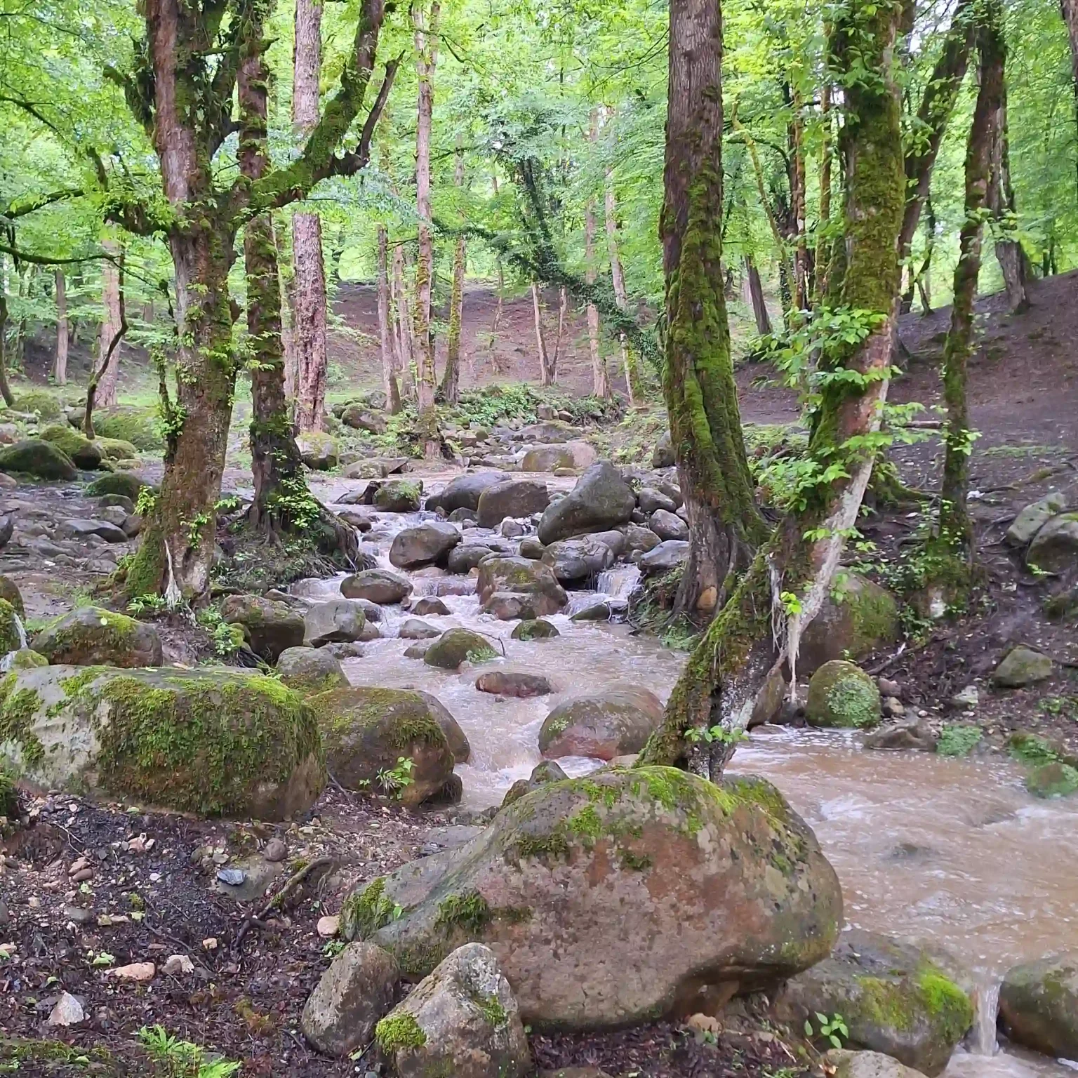 حیاط جنگلی اقامتگاه یارا